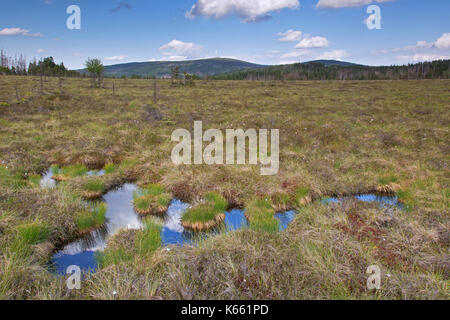 Tourbière élevée à Großes Torfhaussmoor / Radaubornmoor et la montagne Brocken, parc national de Harz, Basse-Saxe, Allemagne Banque D'Images