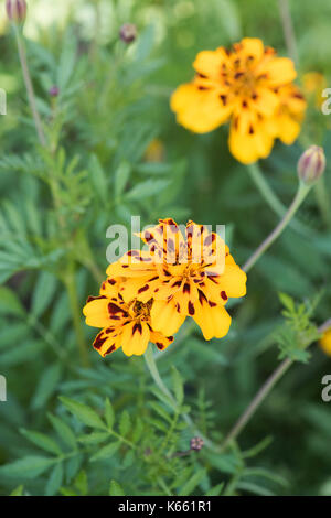 Tagetes patula 'Goldiluxe'. Fleurs de souci français Banque D'Images