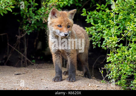 Le renard roux (Vulpes vulpes) kit unique de thicket émergent au printemps Banque D'Images