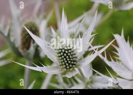 Eryngium giganteaum 'Silver Ghost', un chardon comme le Sea Holly, également appelé Tall Eryngo, dans un jardin bordant. ROYAUME-UNI Banque D'Images