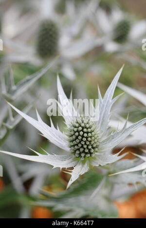 Eryngium giganteaum 'Silver Ghost', un chardon comme le Sea Holly, également appelé Tall Eryngo, dans un jardin bordant. ROYAUME-UNI Banque D'Images