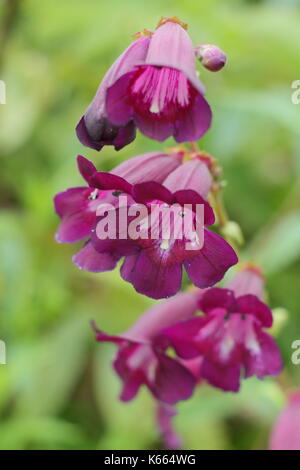 Penstemon 'Raven' , un semi-evergren pereenial avec bell violet foncé, comme des fleurs en pleine floraison dans un jardin anglais border en été Banque D'Images