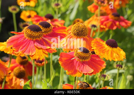 Sneezeweed Helenium 'Waltraut', une haute plante vivace à fleurs orange doré brillant, en pleine floraison dans un jardin anglais border en été Banque D'Images