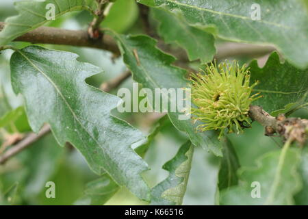 La Turquie chêne (Quercus cerris), affichant le feuillage et les fruits en été (juillet), Royaume-Uni Banque D'Images