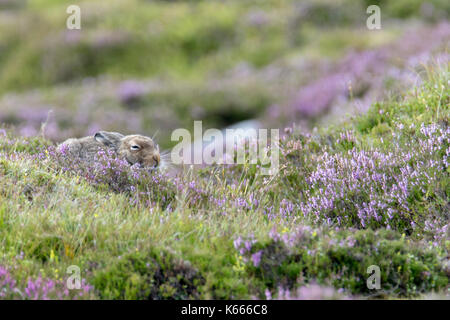 Lièvre variable (Lepus timidus), les highlands écossais, août 2017 Banque D'Images