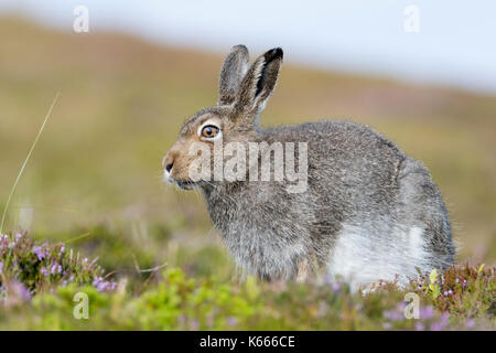 Lièvre variable (Lepus timidus), les highlands écossais, août 2017 Banque D'Images