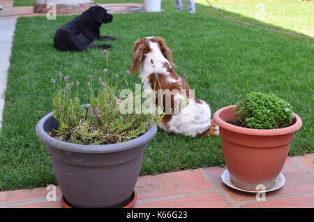 Lovely dog - Cavalier King Charles Spaniel et un labrador - le repos dans une pelouse arrière Banque D'Images