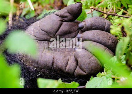 Main d'un gorille silverback Banque D'Images