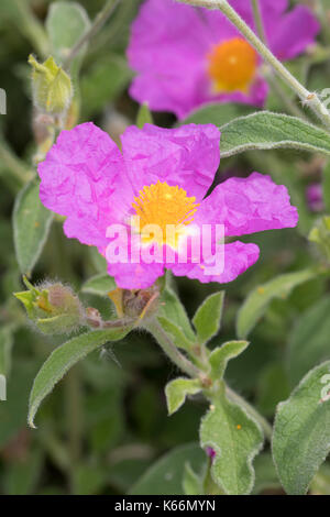 Graubeharte Zistrose, Graubeharte Cistrose, Kretische Zistrose, Cistus creticus, Rose rocheuse, Rose rocheuse de Hoary, rockrose poilue, rockrose rock, rockrock-ro Banque D'Images