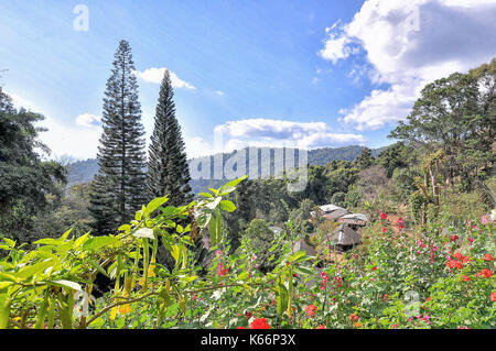 Paysage de montagne magnifique jardin en fleurs, fleurs sur la colline parlementaire. Banque D'Images