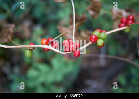 Dioscorea communis berries Banque D'Images