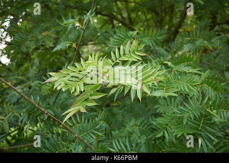 Sorbus ulleungensis Banque D'Images