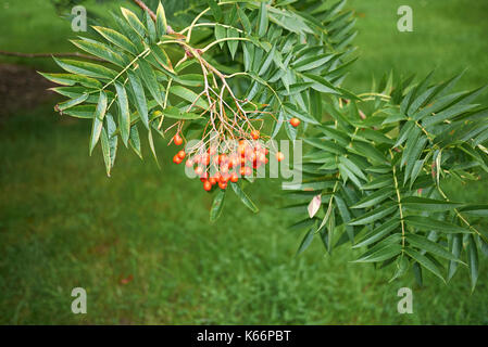 Sorbus ulleungensis Banque D'Images