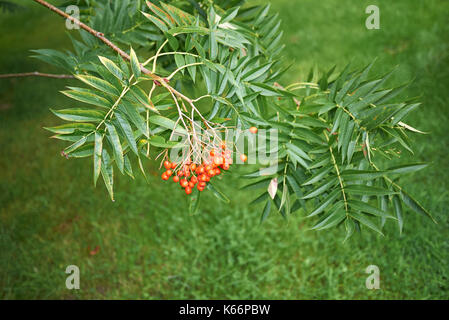 Sorbus ulleungensis Banque D'Images