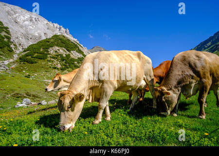 Les vaches paissent sur un pré vert dans les alpes suisses Banque D'Images