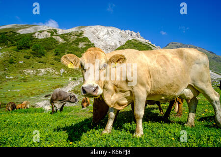 Les vaches paissent sur un pré vert dans les alpes suisses Banque D'Images