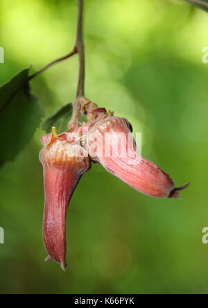 À feuilles pourpres Filbert (Corylus maxima purpurea) écrous venant à échéance à l'arbre dans un jardin anglais Banque D'Images