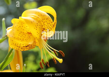 Lilium Citronnelle, un hybride avec des lys asiatiques golden Turk's cap fleurs en pleine floraison dans un jardin anglais border en été (juillet), Royaume-Uni Banque D'Images