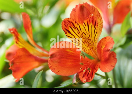 L'Alstroemeria (Peruvian lily) qui fleurit à l'extérieur dans un jardin anglais en été Banque D'Images