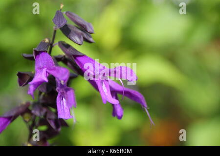 Salvia Sauge Amistad, également appelé Amistad, la floraison dans un jardin anglais border à la fin de l'été, au début de l'automne (septembre), Royaume-Uni Banque D'Images