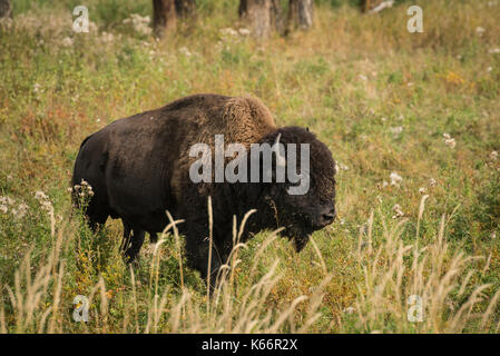 Bison américain standing in tall grass prairie dans le parc national Elk Island, en Alberta, Canada Banque D'Images