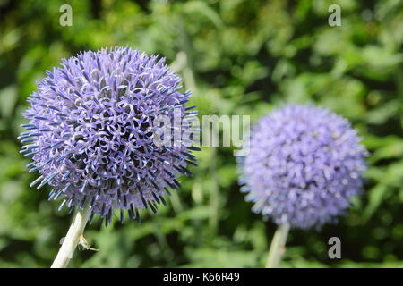 Globe chardons (Liatris spicata) 'Taplow Blue' Fleur s'épanouissant dans un jardin anglais border en été (juillet) Banque D'Images