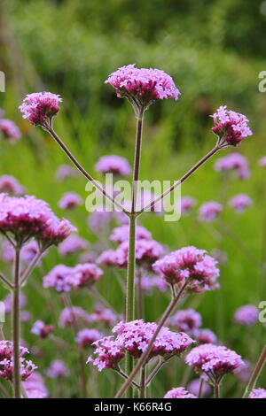 Verbena bonariensis vivace, un homme grand avec de petites grappes de fleurs violettes, les fleurs d'eau dans un jardin anglais border en été Banque D'Images