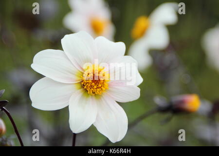 Dahlia 'Twynings après 8' en pleine floraison avec bud et noir-brun feuillage, dans un jardin anglais border à la fin de l'été (septembre), Royaume-Uni Banque D'Images