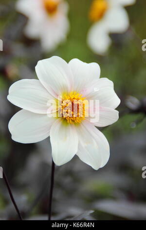 Dahlia 'Twynings après 8' en pleine floraison avec bud et noir-brun feuillage, dans un jardin anglais border à la fin de l'été (septembre), Royaume-Uni Banque D'Images