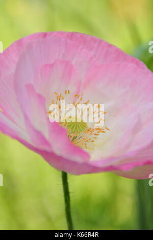 Vrai Shirley pavot (Papaver rhoeas), affichage de pétales de soie et couleurs pastel dans une prairie de fleurs sauvages cultivées à la hauteur de l'anglais pour l'été Banque D'Images