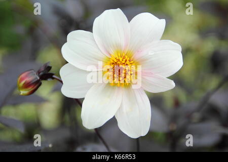 Dahlia 'Twynings après 8' en pleine floraison avec bud et noir-brun feuillage, dans un jardin anglais border à la fin de l'été (septembre), Royaume-Uni Banque D'Images