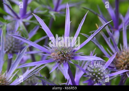 Eryngium bourgatii 'Picos Blue' Holly mer florissant dans un jardin anglais border en été (juillet), Angleterre, Royaume-Uni Banque D'Images