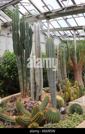 Cactus et succulentes affiché à l'époque victorienne, un majestueux pavillons en verre, serre à Sheffield Botanical Gardens, Sheffield, Yorkshire UK Banque D'Images