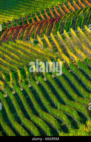 Italia piemonte - Langhe piemontesi,zona famosa dans tutto il mondo per la produzione di vino.quì siamo nel periodo autunnale dove i vitigni assumono dei colori meravigliosi|cette photo a été faite dans les Langhe piémont, une célèbre région viticole. C'est dans l'automne, lorsque les vignes prendre sur les couleurs magnifiques Banque D'Images