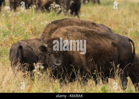 American bison debout dans un groupe au cours de l'automne dans le parc national Elk Island, canada. Banque D'Images