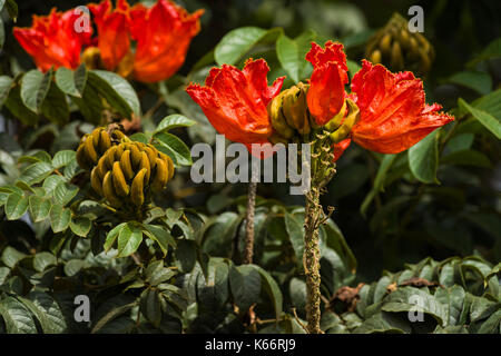 African tuliptree (Spathodea campanulata) fleurs rouge orange en fleur, au Kenya Banque D'Images