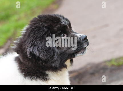 Karakachan puppy portrait. le chiot berger bulgare est dans le parc. Banque D'Images