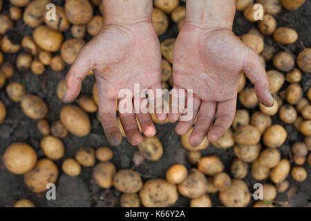 Les mains sales sur les pommes de terre Banque D'Images