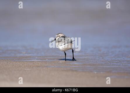 Le bécasseau semipalmé (Calidris pusilla) autour de la plage rivage Banque D'Images