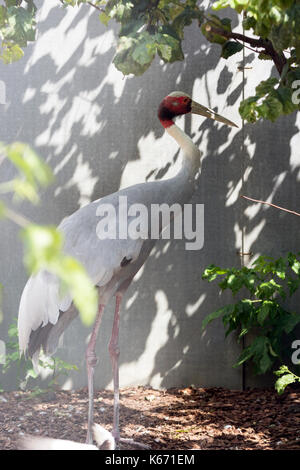 Eastern sarus crane qui étaient éteintes à l'état sauvage dans les années 1980 en Thaïlande étendit ses ailes dans la nature à Huay jorrakaemak non réservoir zone de chasse,burirum,Thailand Banque D'Images