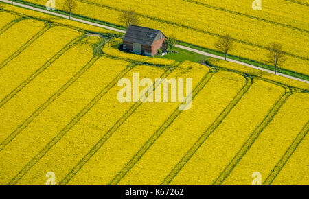 Champs de canola sur la commune frontière entre Rüthen, Warstein-Bélec et Anröchte, agriculture, ancienne grange, champs, prairies, champs, Rüthen, Sauerland, non Banque D'Images