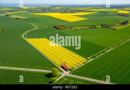 Champs de canola sur la commune frontière entre Rüthen, Warstein-Bélec et Anröchte, agriculture, ancienne grange, champs, prairies, champs, Rüthen, Sauerland, non Banque D'Images