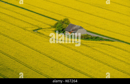 Champs de canola sur la commune frontière entre Rüthen, Warstein-Bélec et Anröchte, agriculture, ancienne grange, champs, prairies, champs, Rüthen, Sauerland, non Banque D'Images