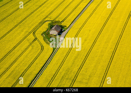 Champs de canola sur la commune frontière entre Rüthen, Warstein-Bélec et Anröchte, agriculture, ancienne grange, champs, prairies, champs, Rüthen, Sauerland, non Banque D'Images