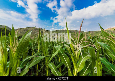 Jowar récolte du grain cultivé sous des montagnes et ciel bleu avec des nuages blancs Banque D'Images
