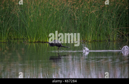 Un petit saut sur l'eau cormorant Banque D'Images