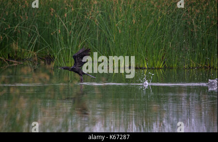 Peu d'cormotant sauter et sauter sur l'eau Banque D'Images