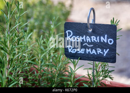 Le romarin dans un jardin, étiquetés en anglais et italien (Butte du Lion) Banque D'Images