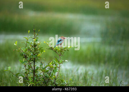 Un oiseau à gorge blanche kingfisher perché sur une plante dans un champ de riz pendant la pluie Banque D'Images