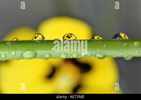 Close up macro photographie image fleur avec tige verte couverte de pluie avec pansy et réflexions de fleurs jaune soleil avec l'espace Banque D'Images